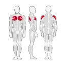 A5015人体肌肉分布图-300x300.webp